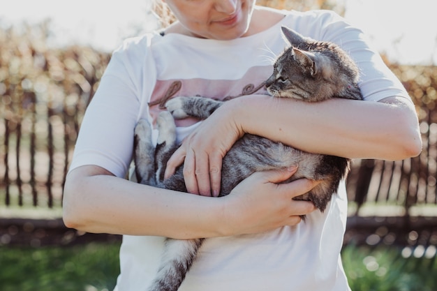 Le mani delle donne tengono l'animale domestico, il gatto grigio. La gioia di comunicare con gli animali