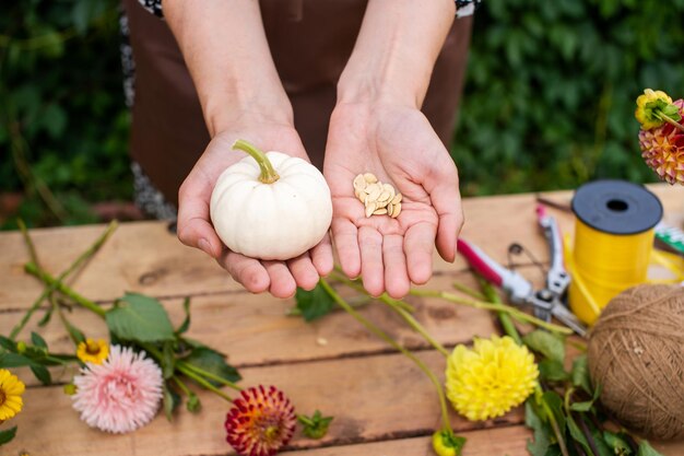 Le mani delle donne tengono semi e piccole zucche