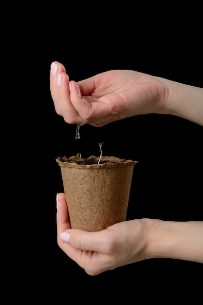 Le mani delle donne tengono una pentola di torba con piantine e annaffiate