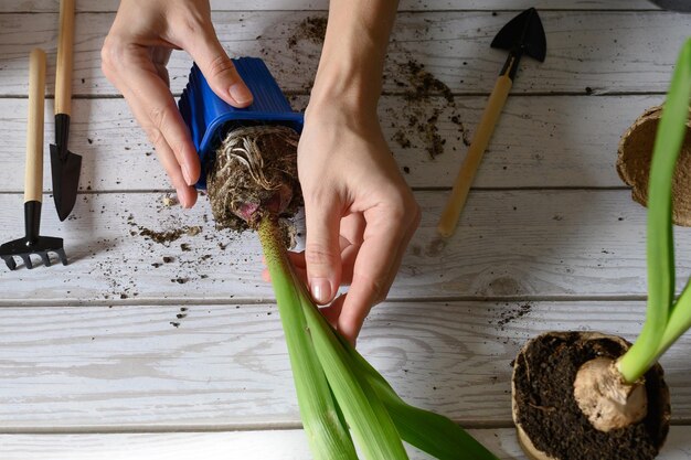 le mani delle donne trapiantano i tulipani da un vaso di torba temporaneo a uno permanente da giardinaggio