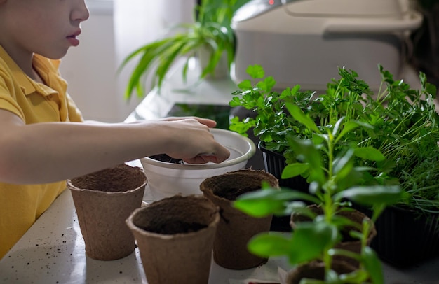 Le mani di un bambino giardiniere sono impegnate a trapiantare piantine con il colore a casa in cucina