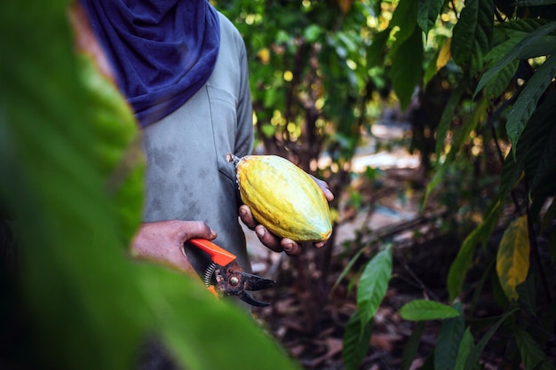 Le mani di un coltivatore di cacao usano delle cesoie per tagliare i baccelli di cacao o il frutto del cacao giallo maturo