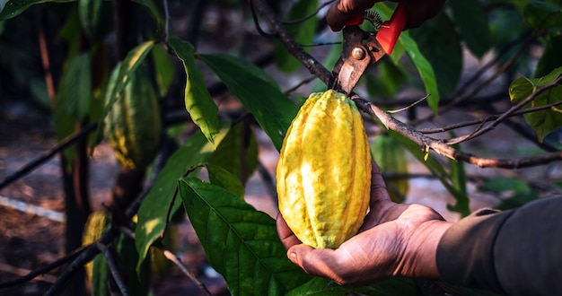 Le mani di un coltivatore di cacao usano le forbici da potatura per tagliare i baccelli di cacao o il frutto del cacao giallo maturo