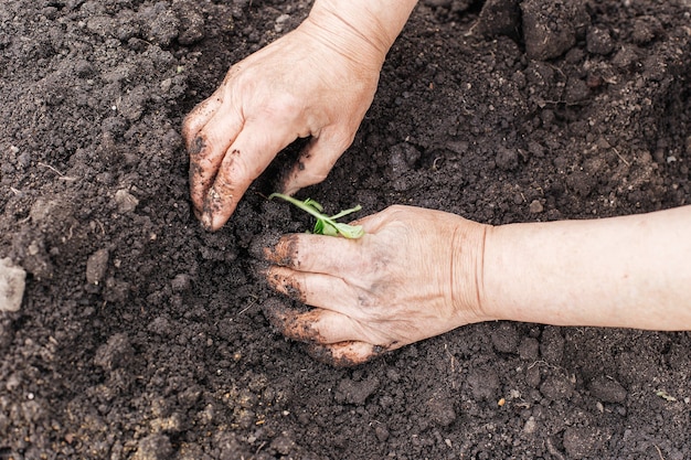 Le mani di una donna anziana che piantano piantine di pomodoro in giardino