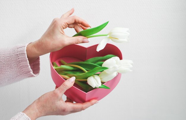 Le mani di una giovane donna caucasica prendono da una scatola a cuore rosa un bouquet di tulipani bianchi
