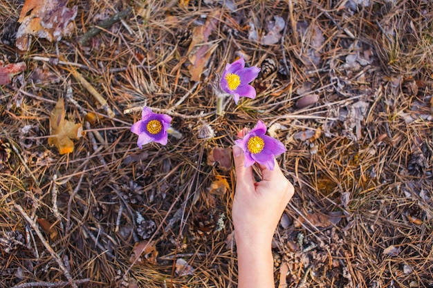 Le mani di una ragazza raccolgono pasqueflower nella foresta primaverile