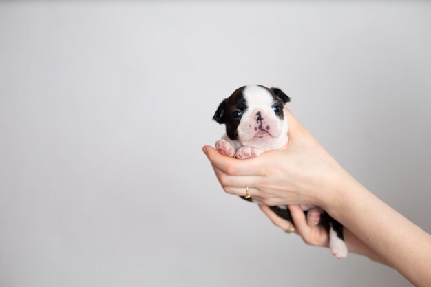 Le mani di Women39s tengono un simpatico cucciolo di Boston Terrier su uno sfondo bianco grigio Spazio per il testo Foto di alta qualità