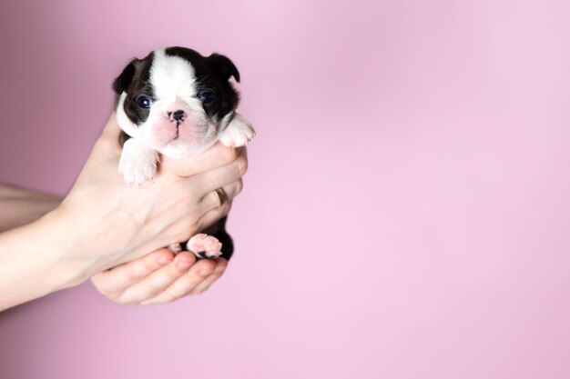 Le mani di Women39s tengono un simpatico cucciolo di Boston Terrier su uno sfondo rosa Spazio per il testo Foto di alta qualità