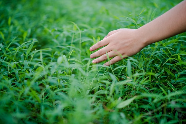 Le mani e la natura amano l&#39;amore luminoso devono darsi amore e bellezza in modo naturale