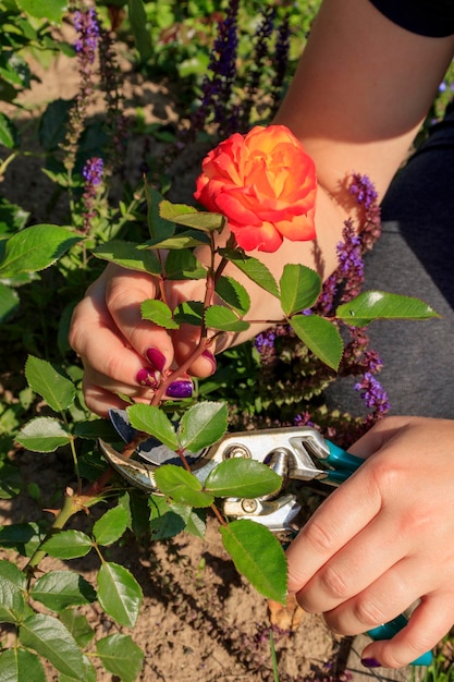 Le mani femminili del giardiniere tagliano una rosa fiorita da un cespuglio che pota e taglia rose