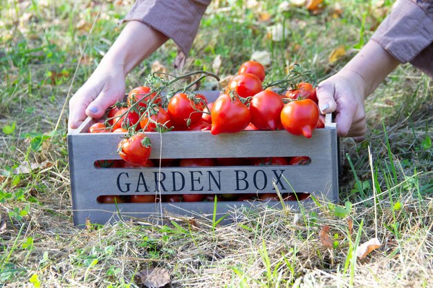 Le mani femminili portano un raccolto di pomodori maturi in una scatola di legno nella foresta