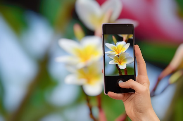 Le mani femminili scatta una foto di fiori di frangipane con il cellulare.