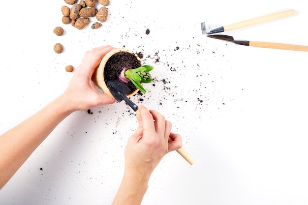 Le mani femminili stanno tenendo un vaso di fiori con una pianta nel processo di trapianto di attrezzi da giardinaggio e argilla espansa