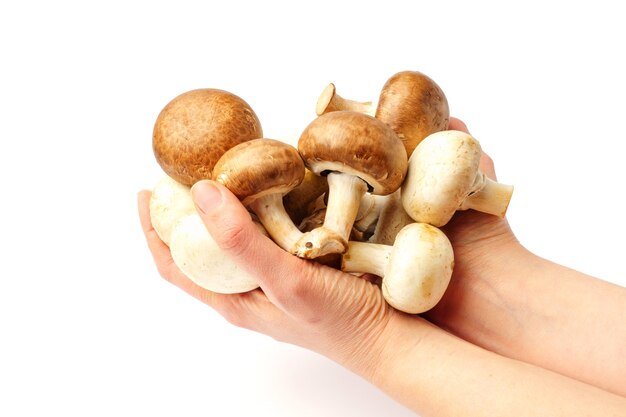 Le mani femminili tengono i funghi, isolati sulla parete bianca.