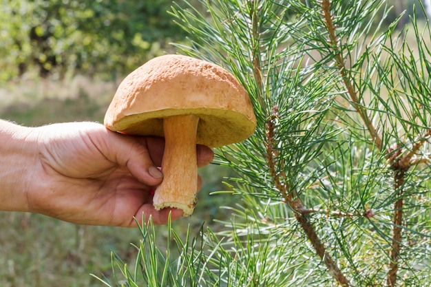 Le mani femminili tengono i funghi.