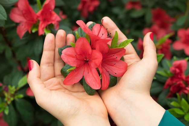 Le mani femminili tengono il fiore rosa dell'azalea, il fiore esotico luminoso, fondo della molla