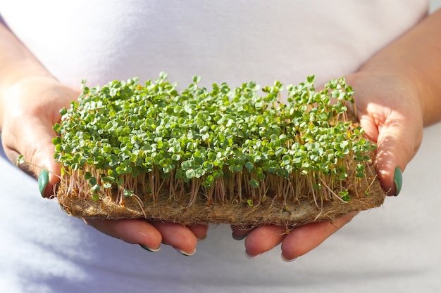 Le mani femminili tengono il primo piano di microgreen di senape Microgreens in crescita Cibo vegano sano e dieta