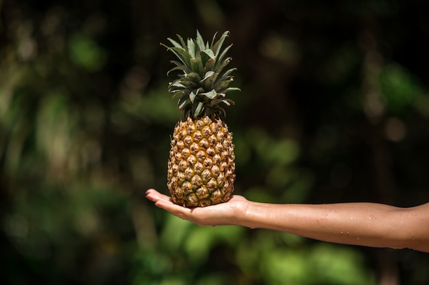 Le mani femminili tiene l'ananas sulla giungla tropicale verde