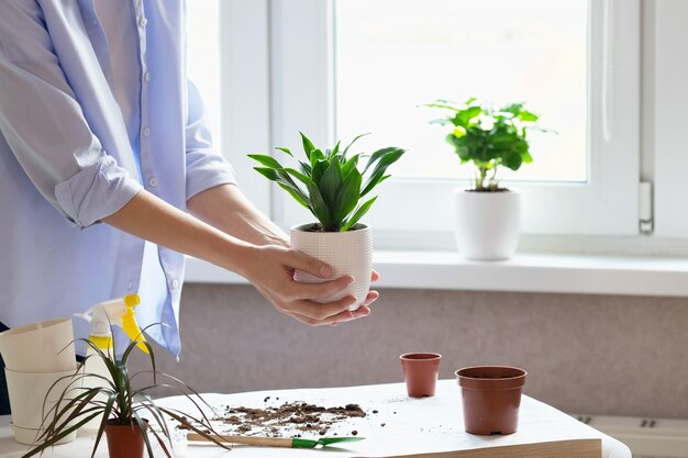 Le mani femminili trapiantano la pianta di dracaena in un nuovo vaso di fiori. Il concetto di cura delle piante.