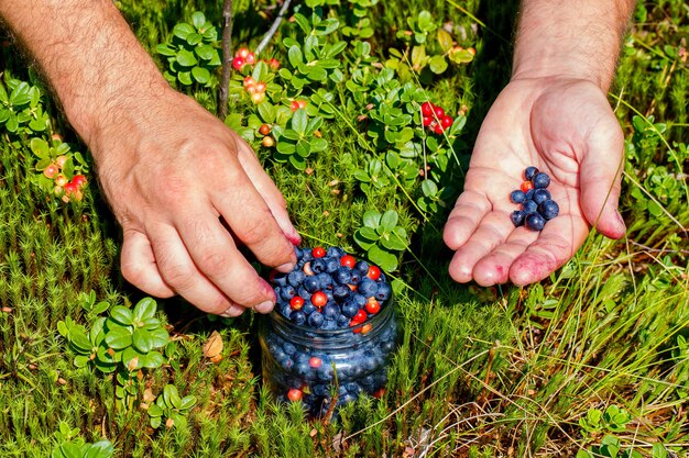 Le mani maschili hanno raccolto mirtilli freschi e mirtilli rossi in un barattolo di vetro in una radura della foresta.