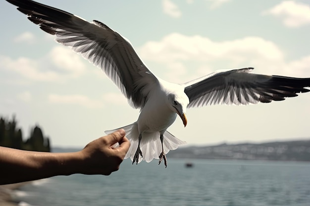 Le mani raggiungono per nutrire un gabbiano in volo Foto Mano che si allunga per nutrire un gabbiano in volo con esso