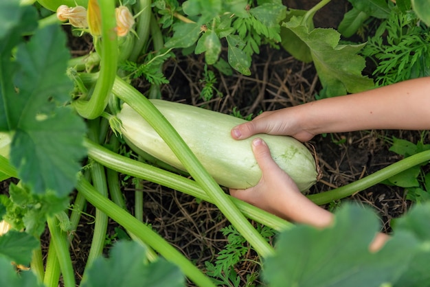 Le mani ravvicinate di un bambino scelgono una zucchina fresca nella fattoria Cibo naturale nostrano