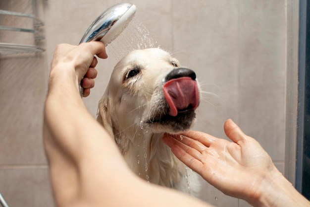 Le mani si lavano il cucciolo di golden retriever sotto la doccia a casa