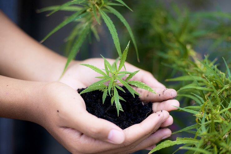Le mani stanno sostenendo il terreno con la pianta di cannabis.