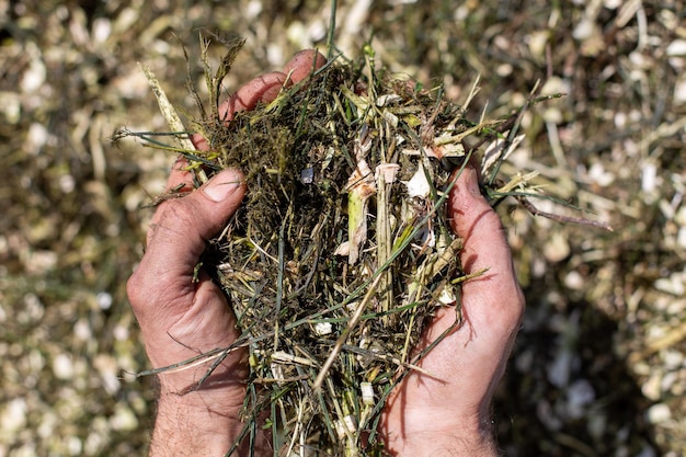 le mani tengono il legno frantumato Risorsa naturale e sostenibile per l'agricoltura