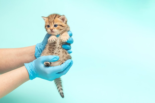 Le mani tengono un piccolo gattino