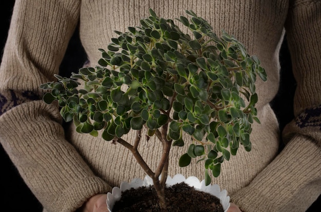 Le mani tengono una pentola con un fiore succulento