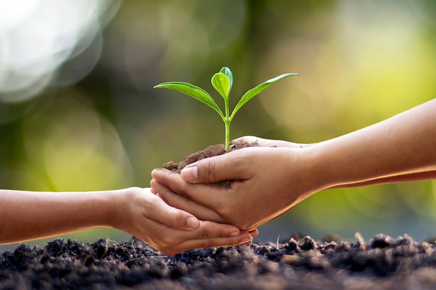 Le mani umane aiutano a piantare piantine nel terreno, il concetto di conservazione della foresta e piantagione di alberi.