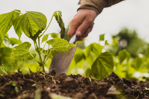 Le mani umane piantano una piantina agricola nel giardino Terreno coltivato primo piano Concetto di giardinaggio Piante agricole che crescono nella fila del letto