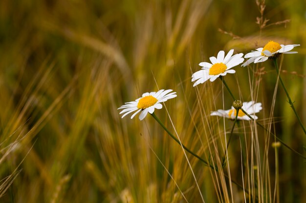 Le margherite bianche selvatiche che crescono in un campo. piccola profondità di nitidezza