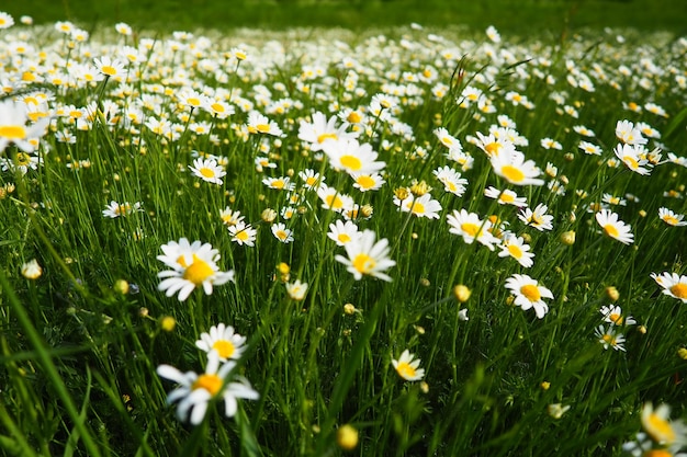 Le margherite crescono nel campo Matricaria chamomilla come medicinale cosmetico e agente aromatico Un campo di bellissime margherite Prato fiori bianchi e gialli selvatici Campo agricolo ricoperto di erbacce