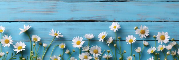 Le margherite fioriscono di fronte a un muro di legno blu creando un paesaggio naturale