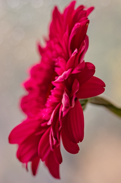 Le margherite rosa della gerbera si chiudono su