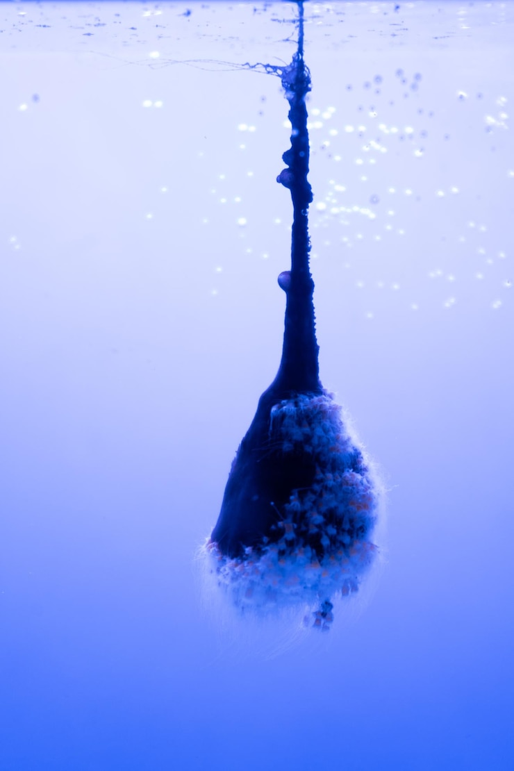Foto le meduse del mare e dell'oceano nuotano nel primo piano dell'acqua illuminazione e bioluminescenza in diversi colori al buio meduse esotiche e rare nell'acquario