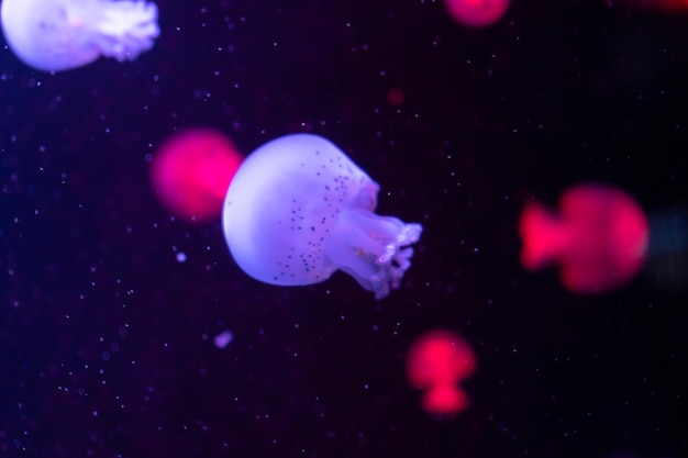 Le meduse del mare e dell'oceano nuotano nel primo piano dell'acqua Illuminazione e bioluminescenza in diversi colori al buio Meduse esotiche e rare nell'acquario