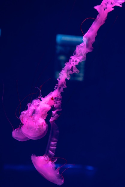 Le meduse del mare e dell'oceano nuotano nel primo piano dell'acqua Illuminazione e bioluminescenza in diversi colori al buio Meduse esotiche e rare nell'acquario