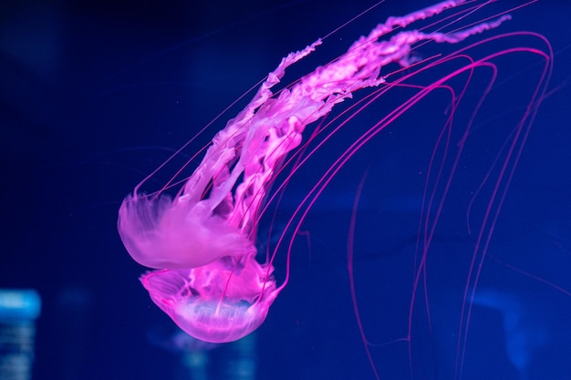 Le meduse del mare e dell'oceano nuotano nel primo piano dell'acqua Illuminazione e bioluminescenza in diversi colori al buio Raggi X di meduse esotiche e rare