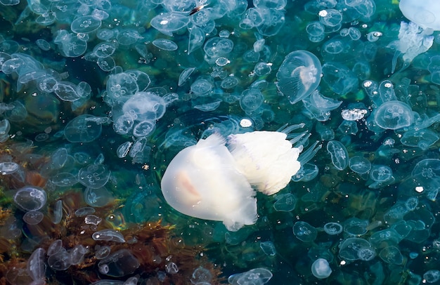 Le meduse nuotano nel Mar Nero. Tarhankut. Crimea, Russia.