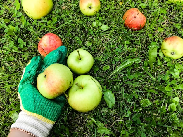 Le mele giacciono a terra sull'erba nel giardino giardiniere in guanti protettivi raccoglie