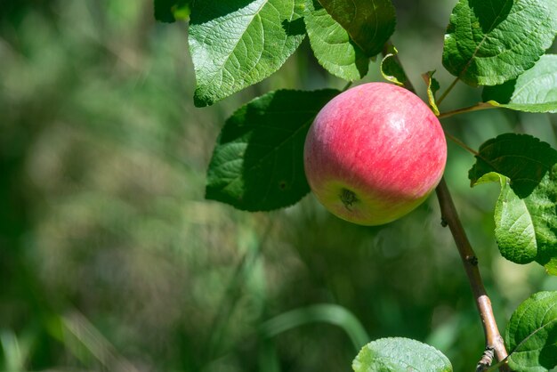 Le mele mature rosse crescono su un ramo tra il fogliame verde