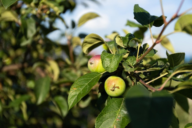 Le mele mature sono appese a un ramo di un albero sotto i raggi del sole
