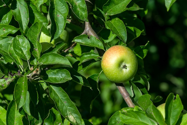 Le mele mature verdi crescono su un ramo tra il fogliame verde