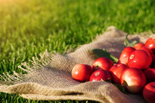 Le mele rosse sono sparse su un panno di tela sull'erba prodotti eco naturali della fattoria autunnale spazio libero bl...