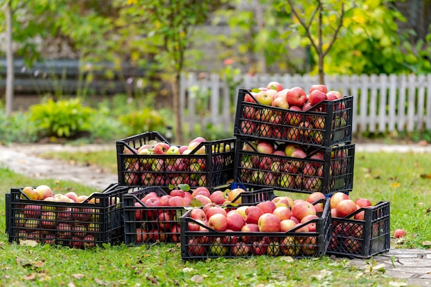 Le mele rosse succose mature si trovano in scatole in giardino. Giornata di sole estivo nel frutteto. Frutta raccolta. concetto di agricoltura.