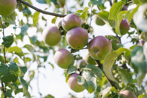 Le mele verde-rosse appendono sul ramo di un melo. Raccolta. agricoltura