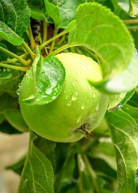 le mele verdi a maturazione crescono su un ramo di un melo dopo la pioggia. giardinaggio e coltivazione delle mele